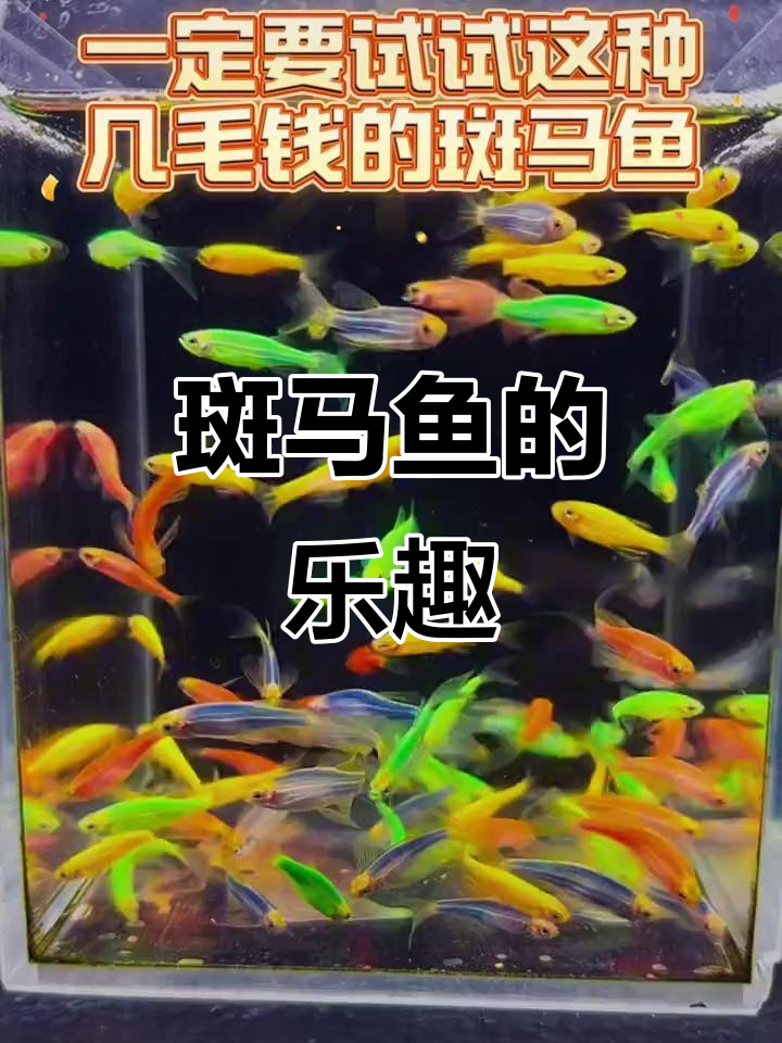 小巧斑马鱼,适合新手饲养,轻松养几十条,超有趣!