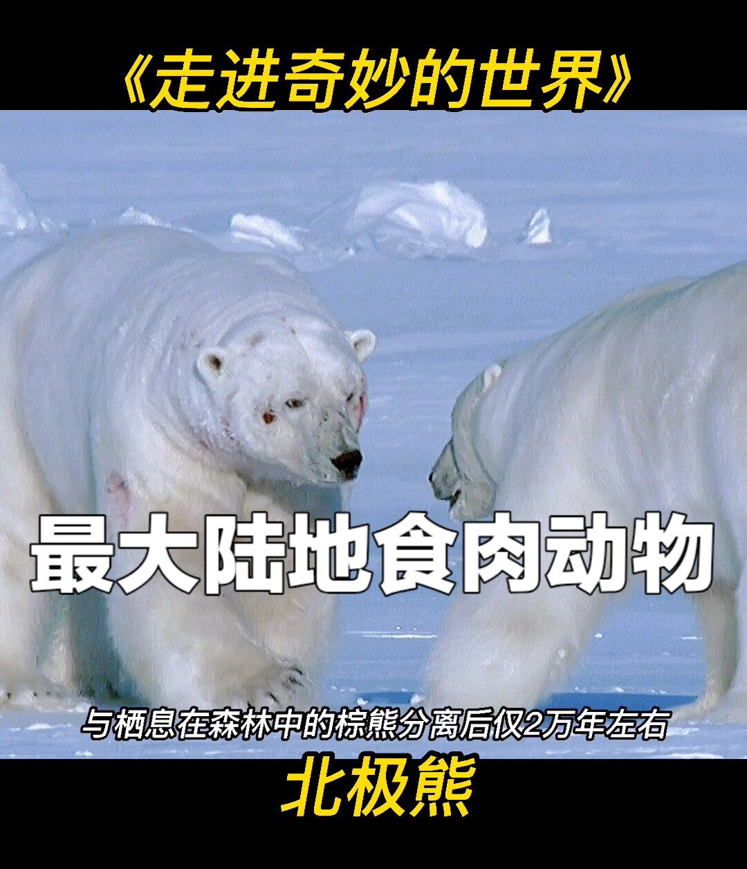 世界上最大的陆地食肉动物～北极熊