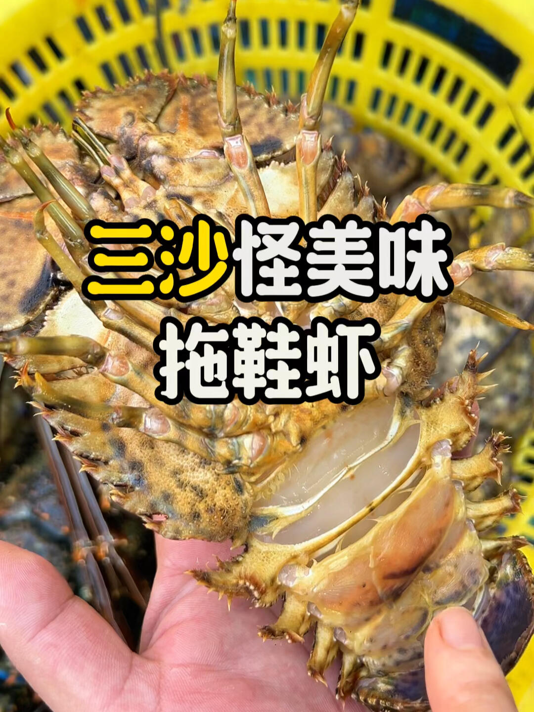 划重点,三沙这种虾遇到了千万别错过