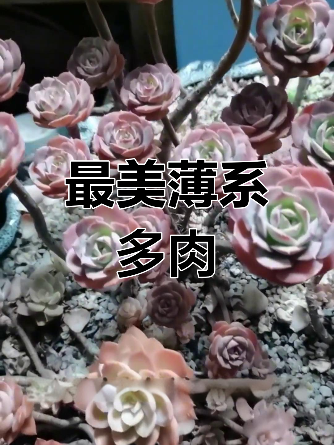 十大最美薄系多肉植物,仙气十足