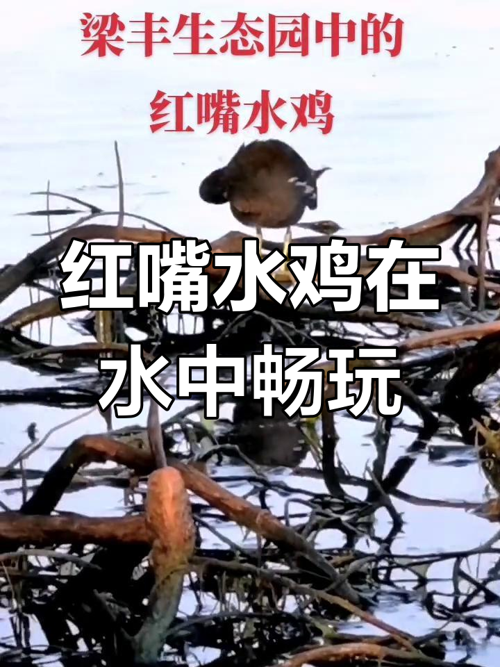 红嘴水鸡的奇妙生活,湖中游走觅食
