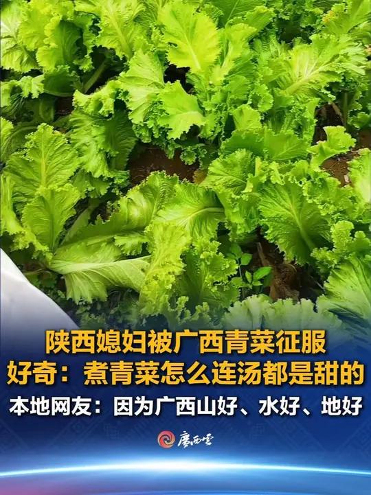 远嫁广西的陕西媳妇好奇:“为什么广西青菜煮着吃,连汤都是甜的?”本地网友:冬天来吃会更惊喜