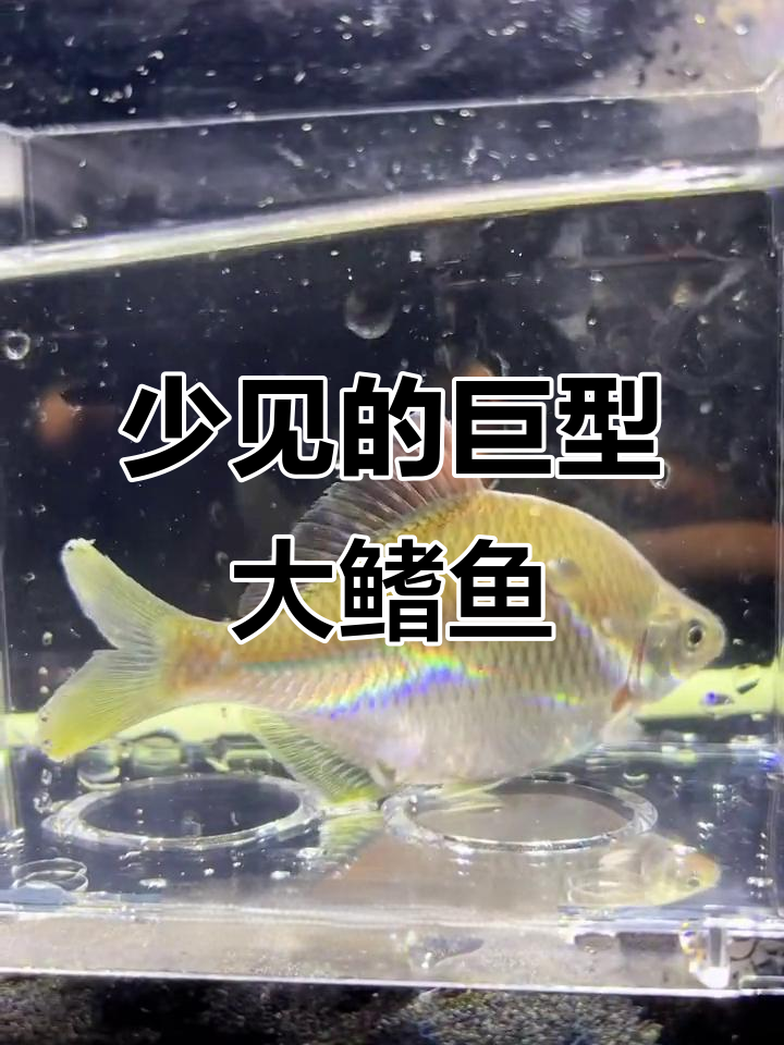 巨型大鳍鱼：体型巨大却少有人知，为何难登餐桌？