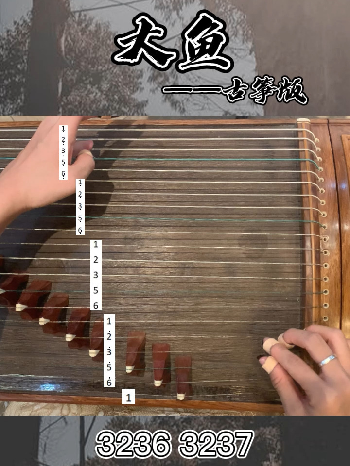 大鱼-古筝教程版-干货教学