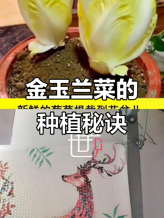 欧洲贵族蔬菜,轻松种出金玉兰菜!