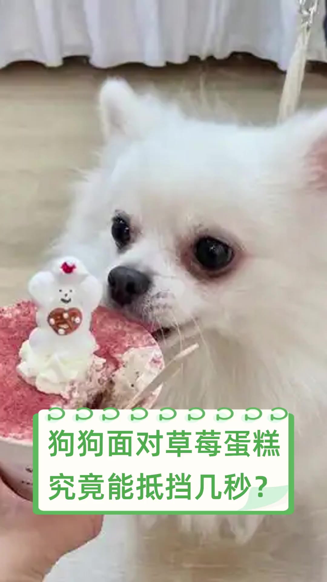 狗狗面对草莓蛋糕,究竟能抵挡几秒?