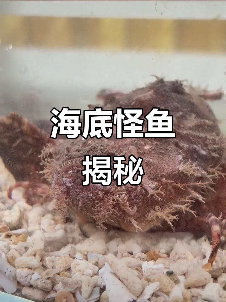 深海钟馗现身,丑陋又奇特的海底生物