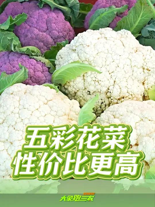 五色花菜性价比更高,紫色花菜比白色花菜亩产高1000多斤