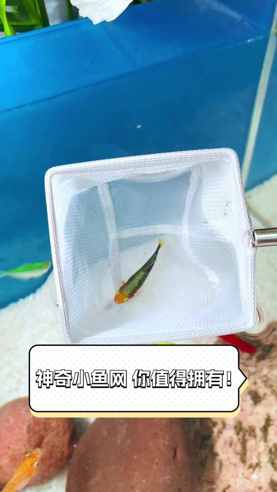 神奇小鱼网,你值得拥有!
