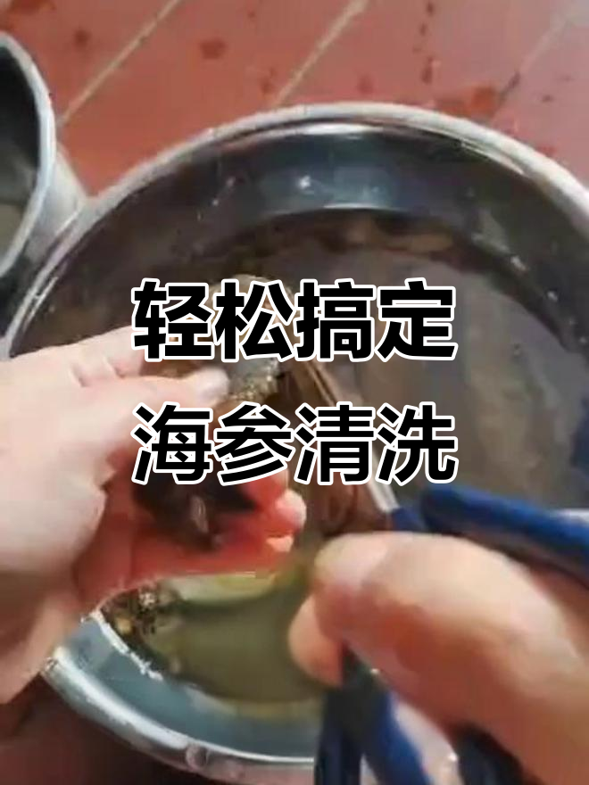 海参清理技巧大揭秘,教你如何处理海参内脏