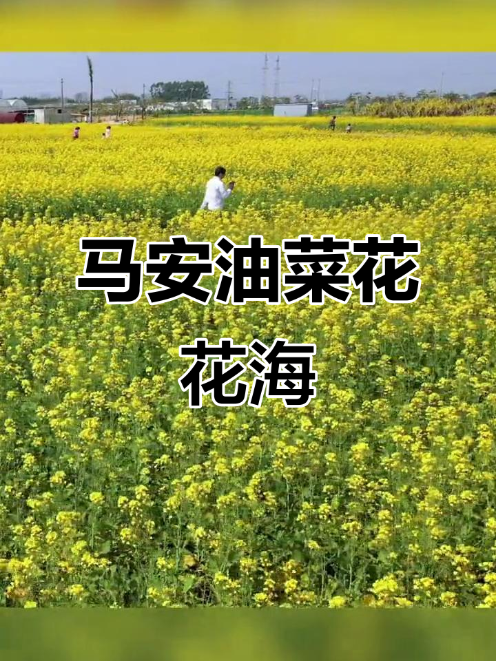 惠州马安油菜花海,春天最美的风景等你来探