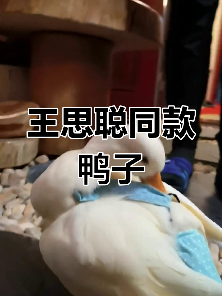 宠物鸭萌态百出,王思聪同款搞笑日常