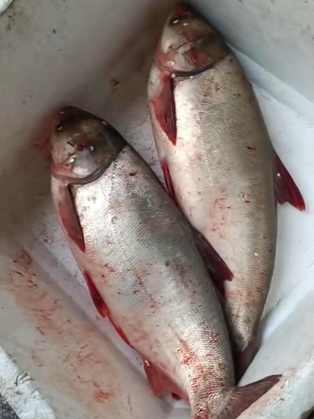 大白鲢怎么做好吃