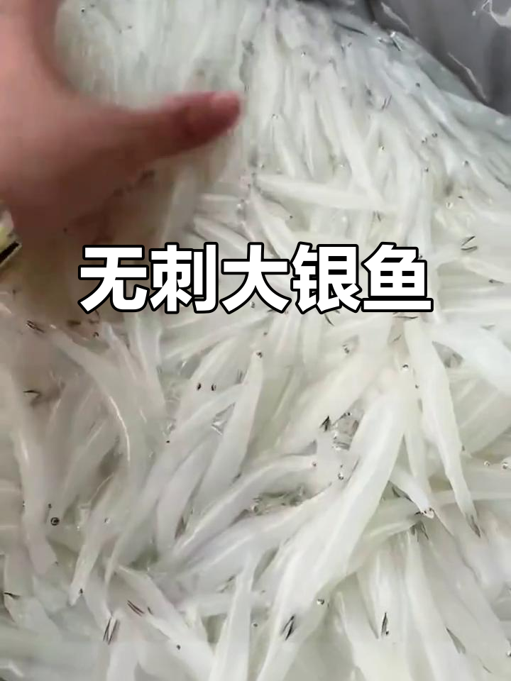 大银鱼无刺又鲜嫩，宝宝辅食首选！