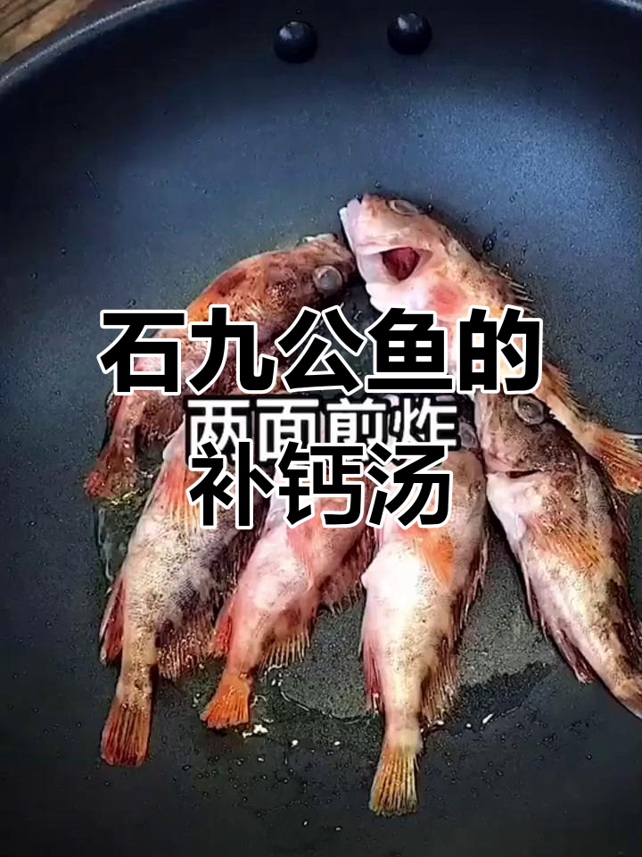 石头缝里的石九公鱼,海边人最爱的补钙神器