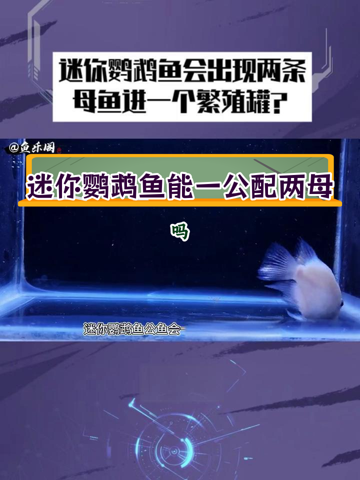 迷你鹦鹉鱼繁殖时会出现两条母鱼吗?
