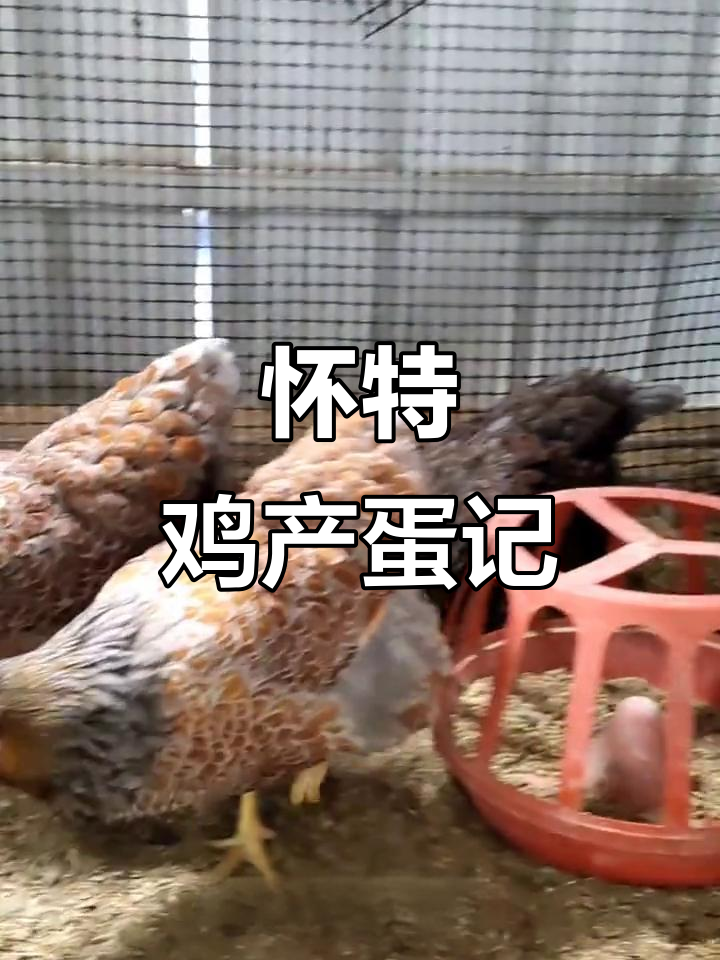 怀特鸡下蛋了,温顺易养又高产