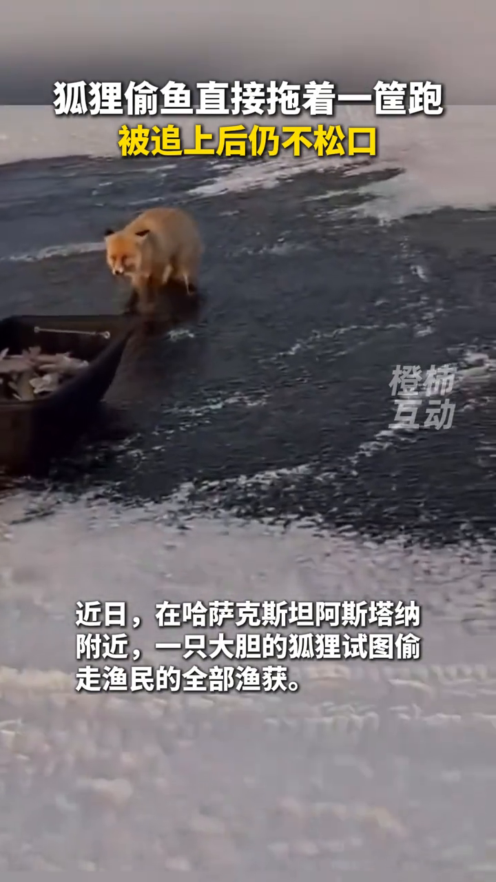 狐狸偷鱼直接拖着一筐跑,被追上后仍不松口