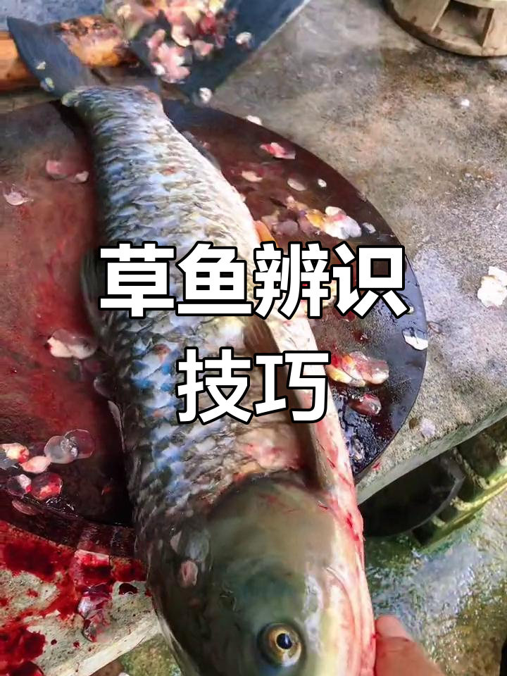 今天教你如何辨别草鱼,内行外行都能看懂!