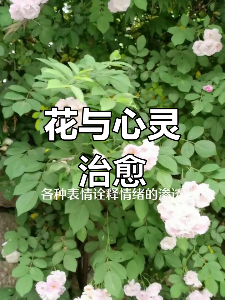 鲜花如阳光,治愈一切阴霾,心情再差也能被花温柔抚平