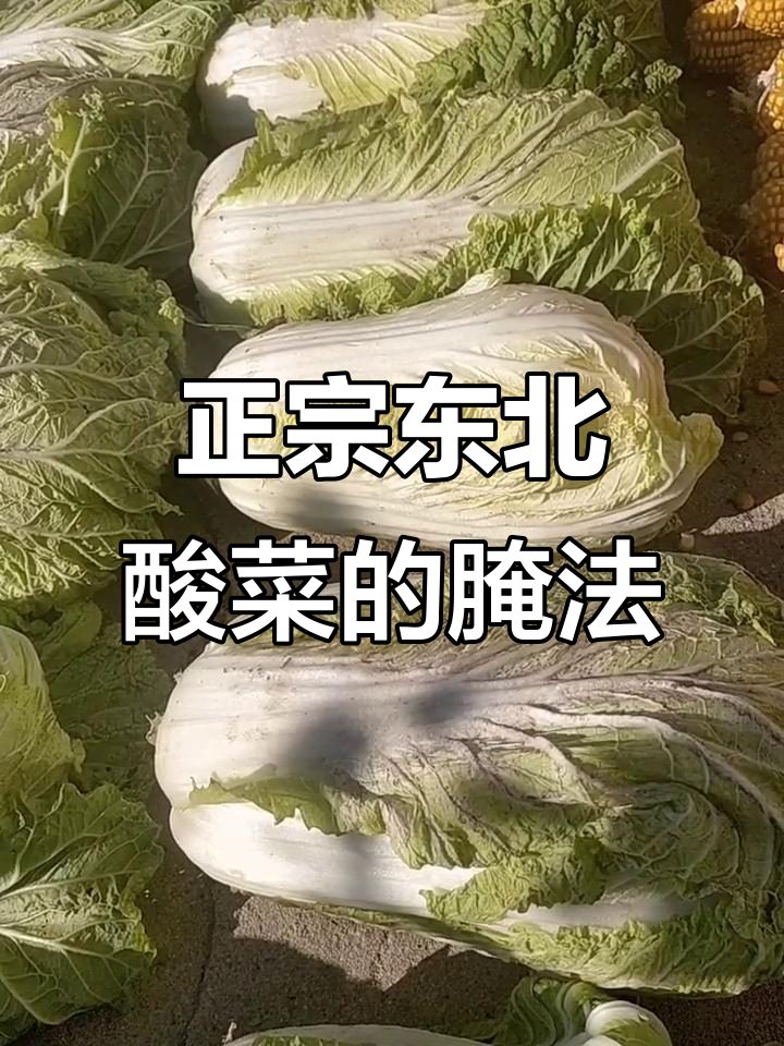 东北酸菜制作秘籍,教你如何腌制正宗鸡酸菜