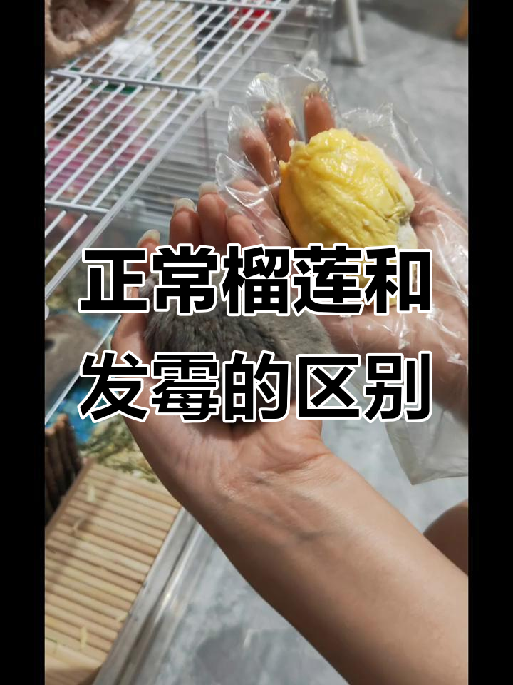 正常榴莲与发霉长毛的差别,味道让人崩溃