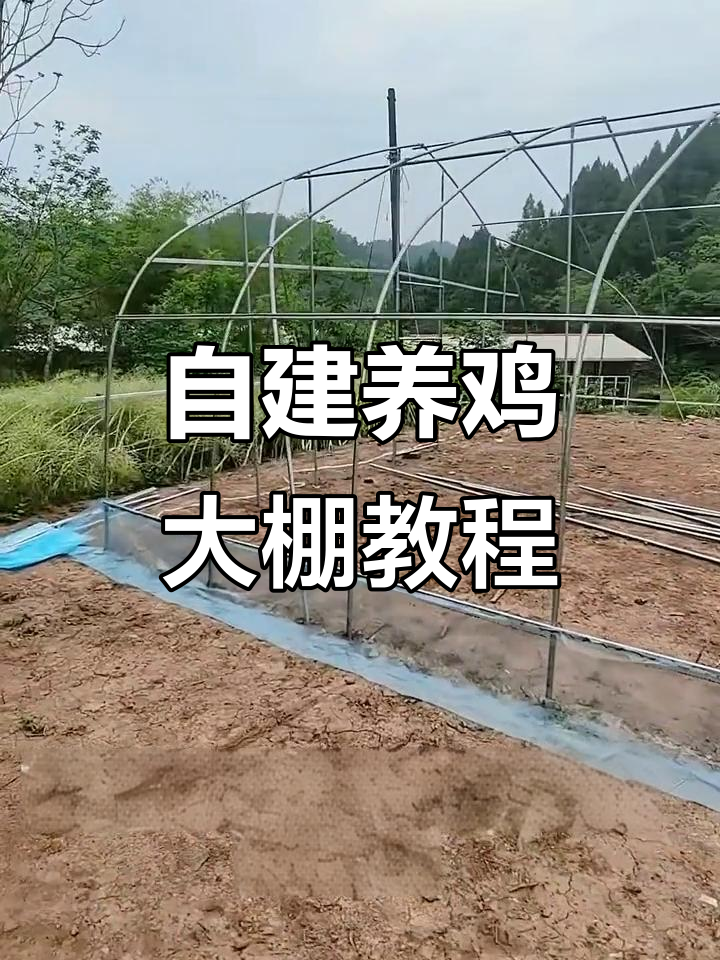 亲手搭建养鸡大棚,三层膜结构让通风更佳