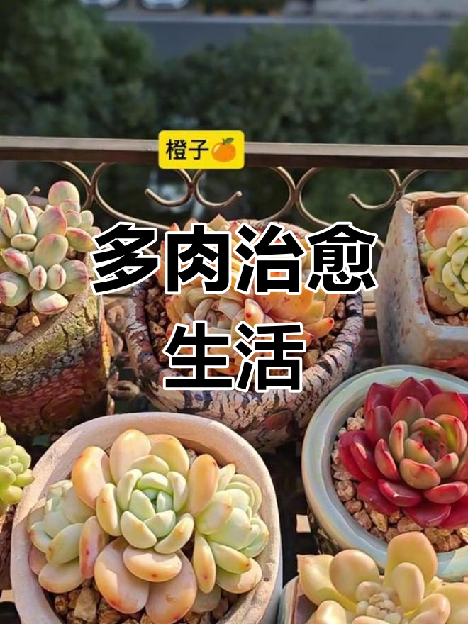 一镜到底,多肉植物的美妙世界