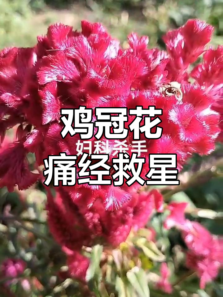 鸡冠花与益母草:妇科调理的秘密武器