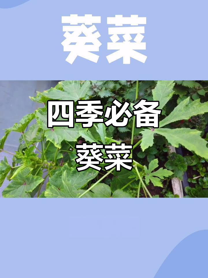 葵菜:四季常伴的阳草,从古至今的美味