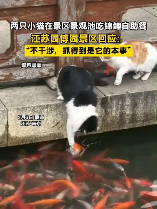 两只小猫在景区景观池吃锦鲤自助餐 两只小猫在景区景观池吃锦鲤自助餐，江苏园博园景区回应：“