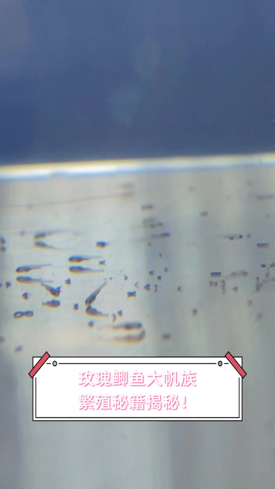 玫瑰鲫鱼大帆族,繁殖秘籍揭秘!