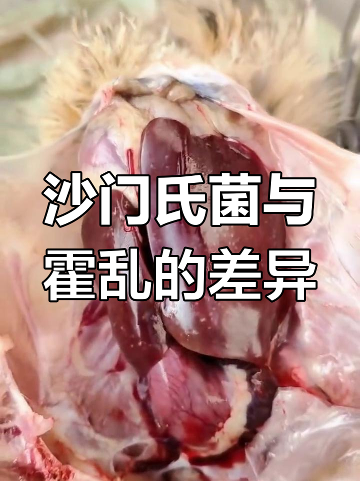 视频中的鸡感染沙门氏菌,初期症状与霍乱不同