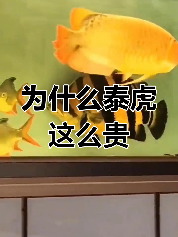 泰国虎鱼为何如此昂贵?揭秘背后的原因
