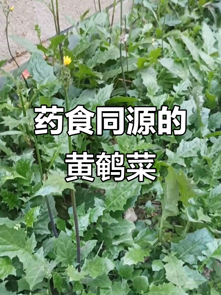黄鹌菜:一种生长力极强的野生蔬菜,你见过吗?