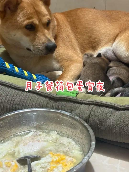 奶瓶今天的月子餐宵夜荷包蛋加面包黄狗白面金不换中华田园犬狗狗坐月子餐