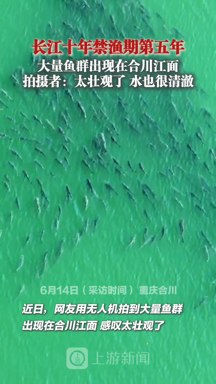长江十年禁渔期第五年 大量鱼群出现在合川江面