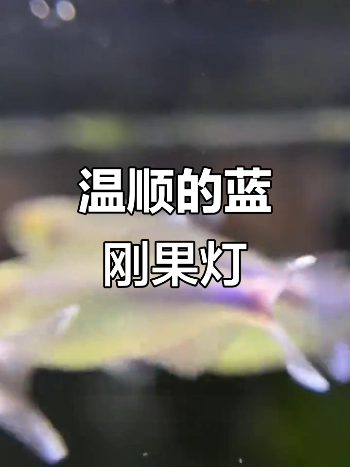 蓝刚果灯:隐藏在水波下的蓝色闪光,温和群游观赏鱼