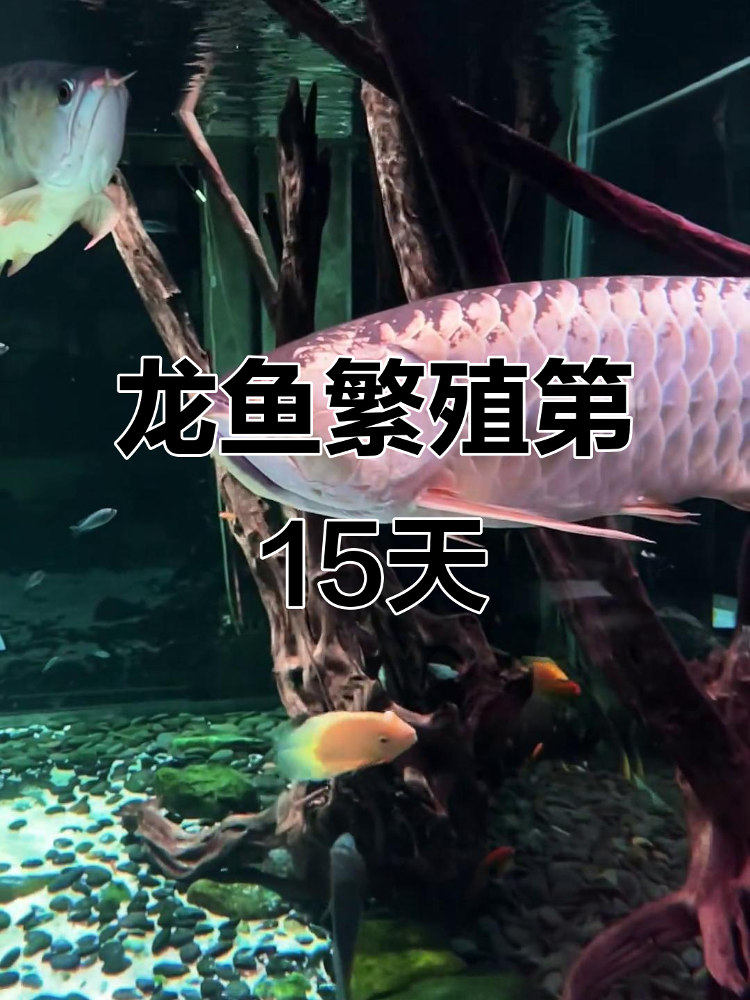 龙鱼繁殖15天，公母嘴部变化大揭秘