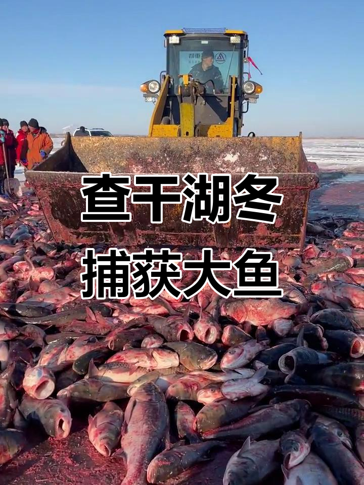查干湖冬捕大丰收,鱼王惊艳登场