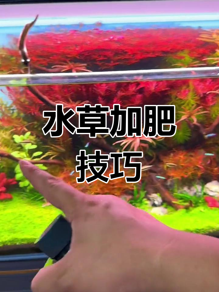 水草缸肥料添加指南:如何正确施肥