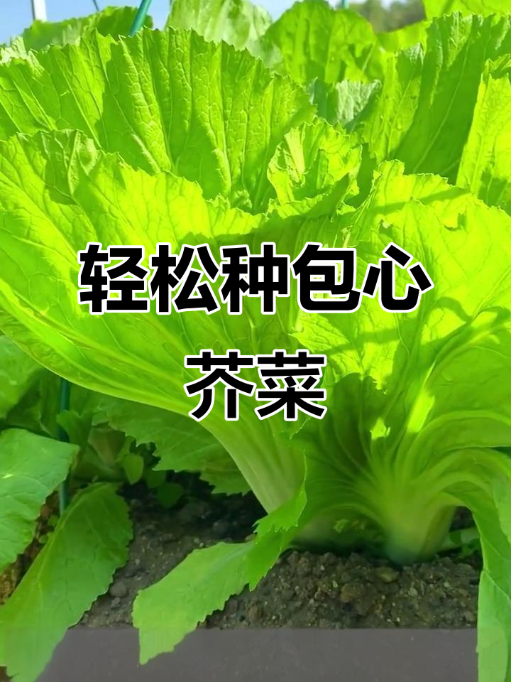 包心芥菜,酸菜的绝佳选择!种植简单又美味