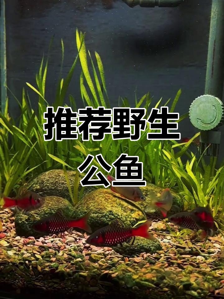 野生公鱼太美了,钻石彩虹鲫值得拥有