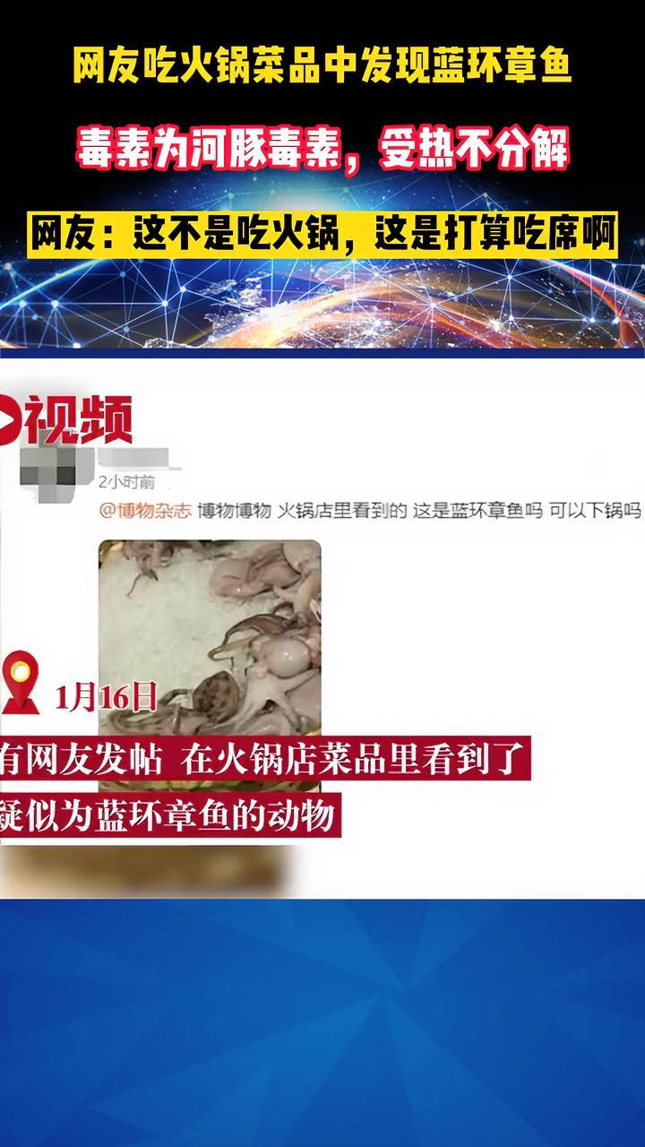「网友吃火锅菜品中发现蓝环章鱼:毒素为河豚毒素,受热不分解」1月16日,有网友发帖询问,在