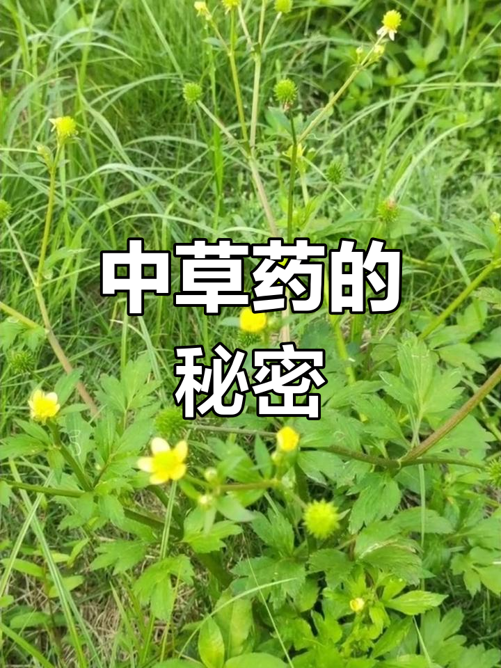 家乡常见的中草药草本植物