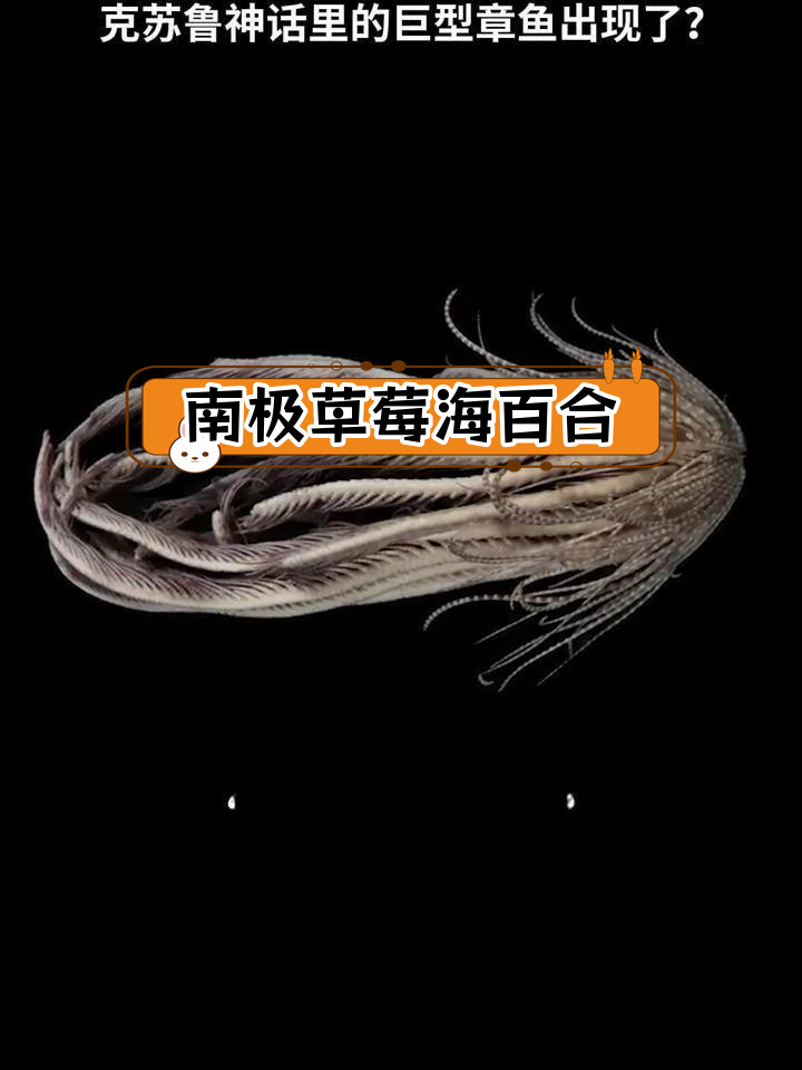 南极发现20触手海怪,竟是古老棘皮动物