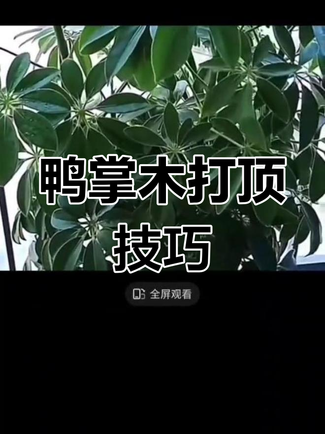 如何修剪鸭掌木,让它更丰满美观