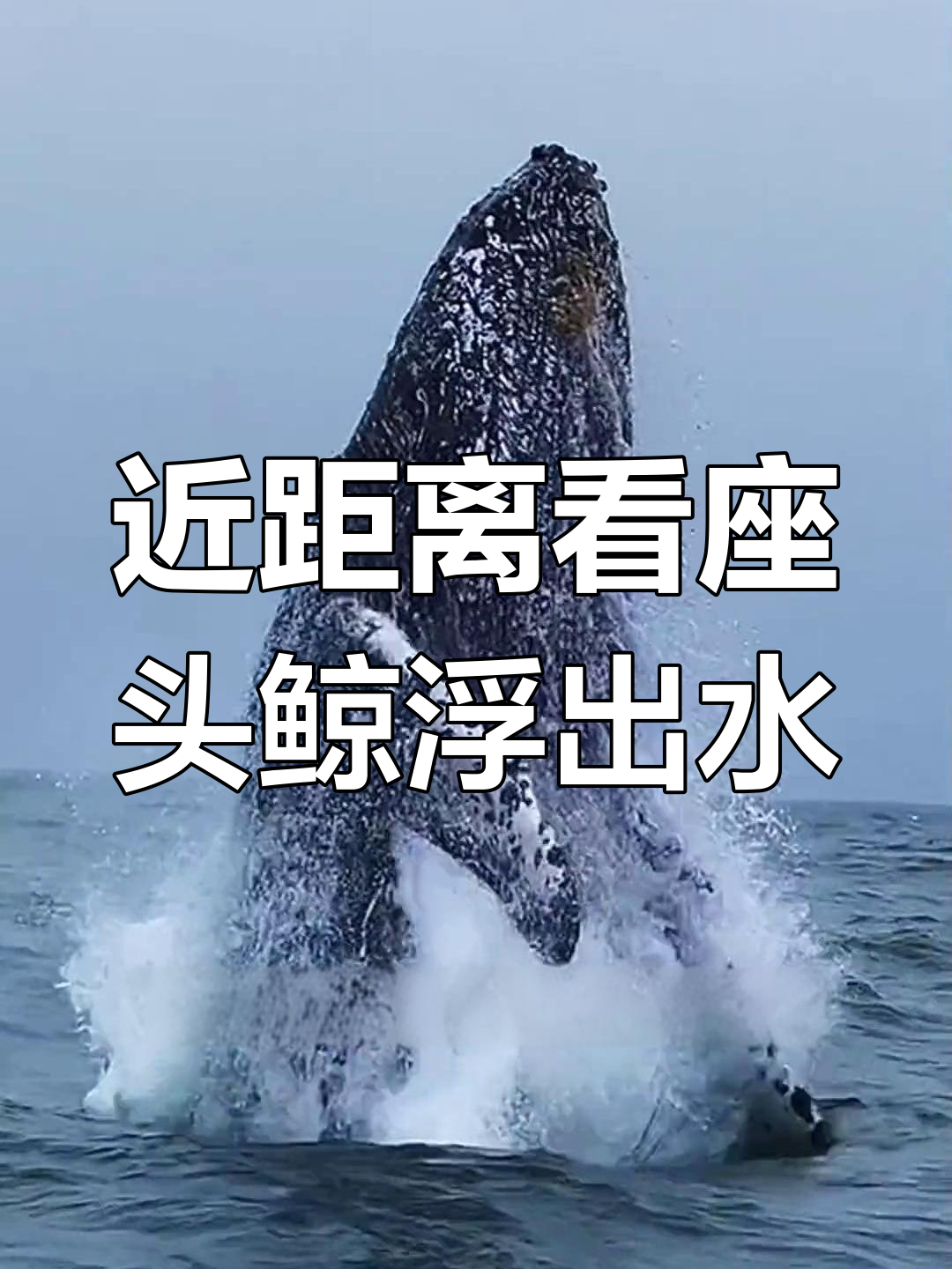 座头鲸浮出水面,藤壶吸附惊险瞬间