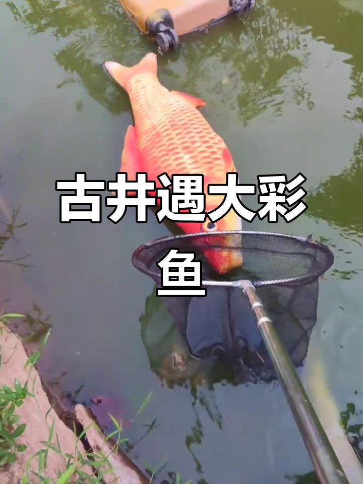 古井干枯发现五彩鱼,竟然有这么大!