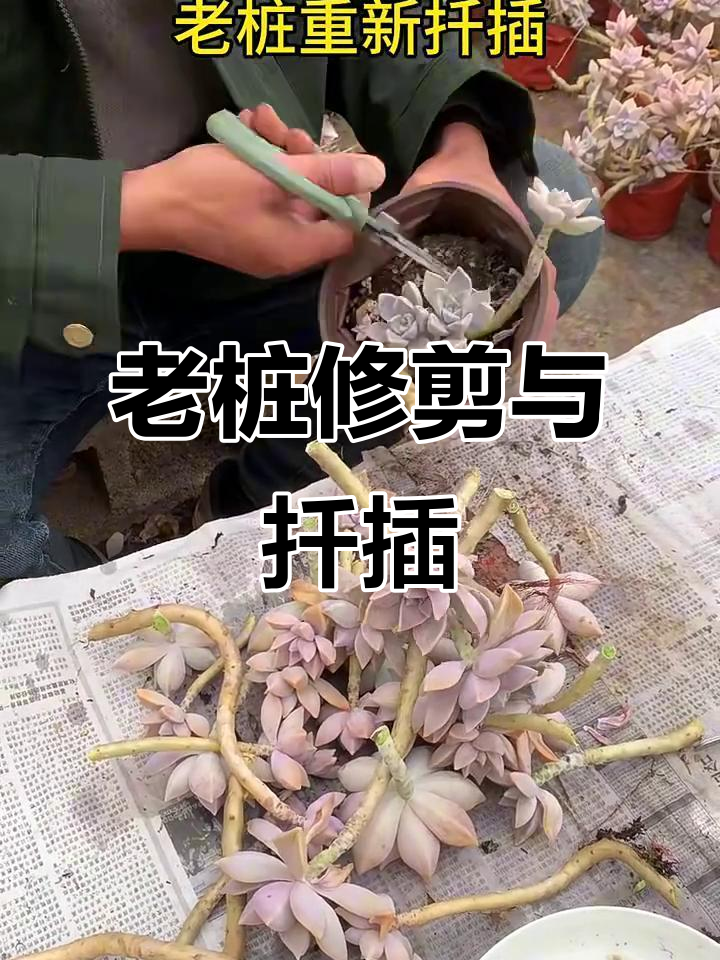 多肉老桩剪枝后扦插技巧,轻松复绿焕新生